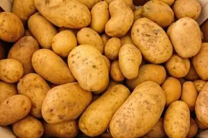 Kartoffeln für die Zubereitung des Rosenkohleintopfs mit dem TM5 Kartoffeln für die Zubereitung des Rosenkohleintopfs mit dem TM5